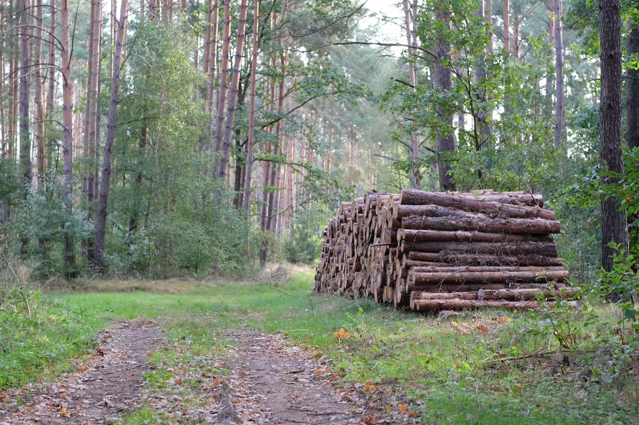 A serene forest scene with stacked timber logs along a dirt path.