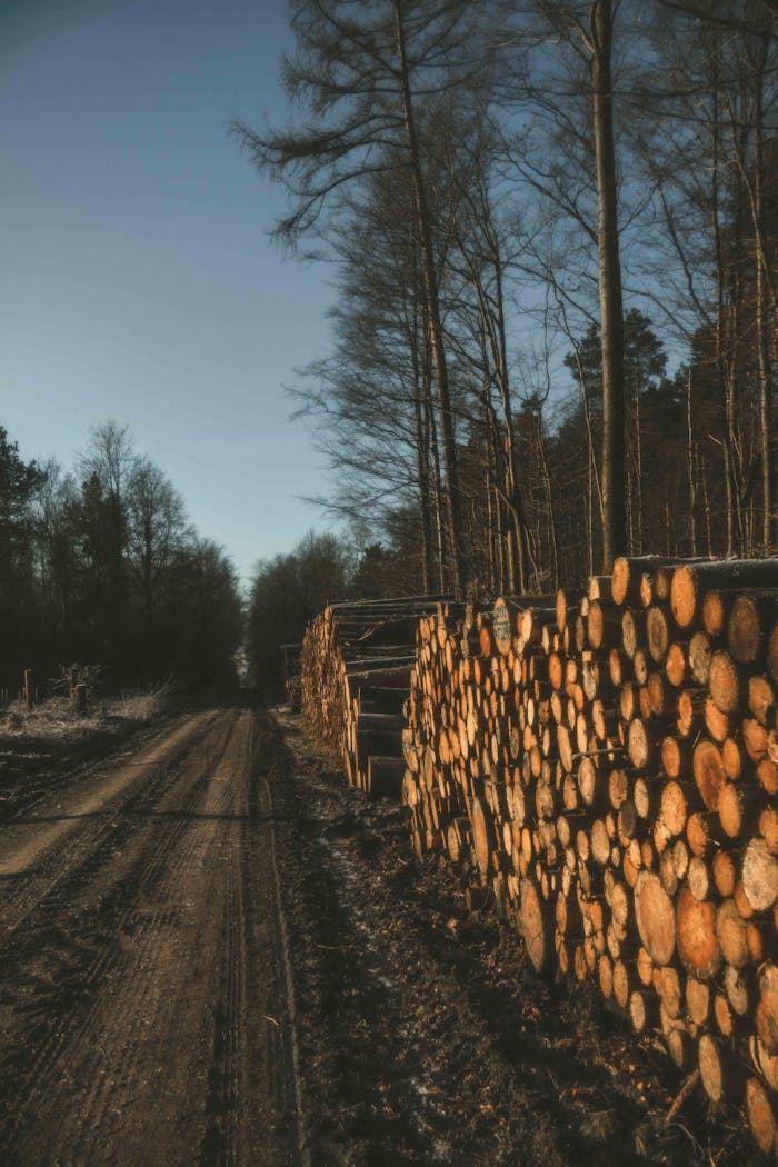 A peaceful dirt road in a forest lined with neatly stacked logs under natural light.