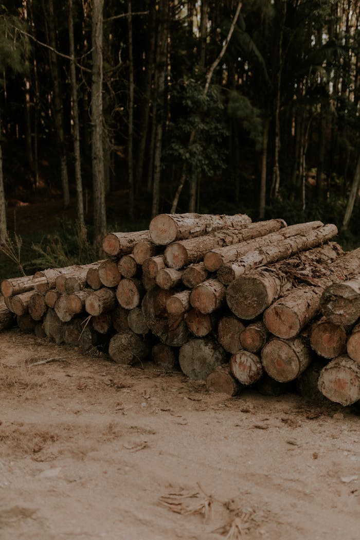 A pile of logs in a forest clearing, showcasing timber and forestry work.