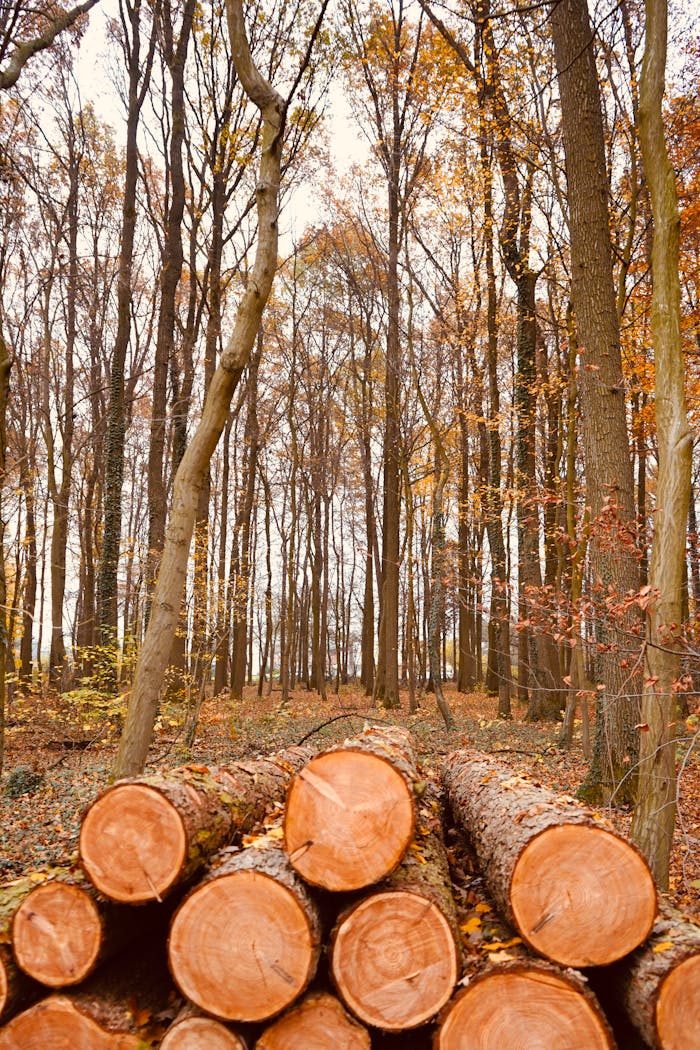 Freshly cut logs in an autumn forest, showcasing nature's beauty and industry.
