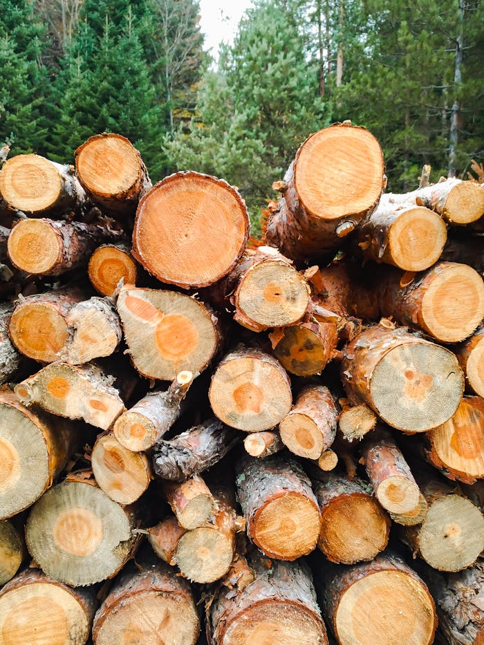 A stack of cut logs in a forest, ideal for nature and forestry themes.