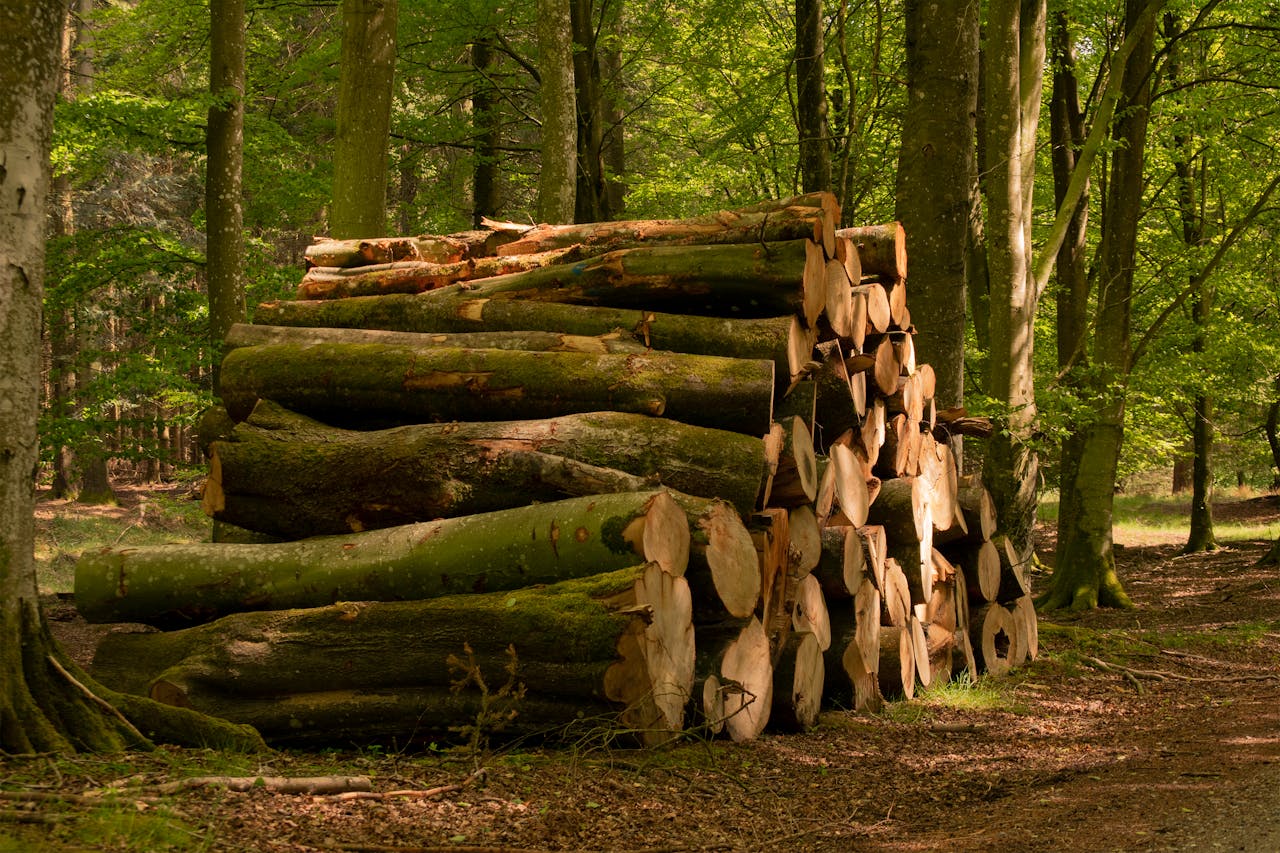 Pile of tree logs stacked in a lush forest, showcasing nature