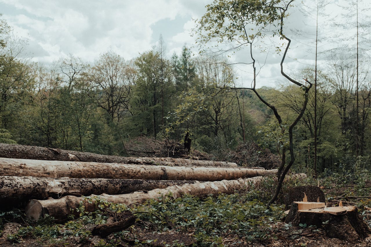 Stacks of wooden logs in a deforested area, highlighting environmental impact.